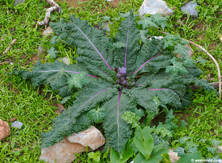 Mandragora officinarum - Click to enlarge