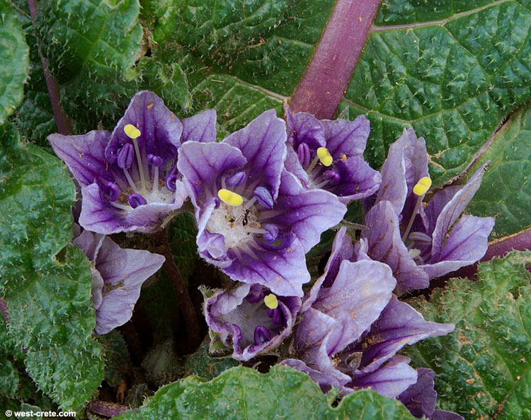 Mandragora officinarum - Click to enlarge