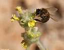 A bee on 'malotira'