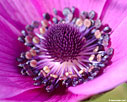 Anemone coronaria - detail 
