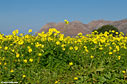 Bermuda buttercup and the hills of Akrotiri