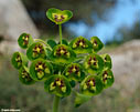 Euphorbia characias - close-up