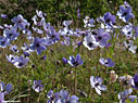 A field of anemones