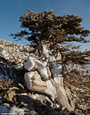 Cypress in the White Mountains