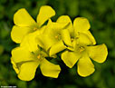 Oxalis pes-caprae - close-up