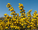 Spiny broom (Calicotome villosa)