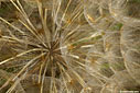 Detail of a Tragopogon sinuatus seed ball