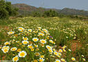  A field of crown daisies on Akrotiri