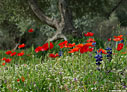 Poppies, lupins and olive tree
