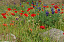 Poppies, lupins in a field