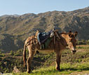 A mule on the way to Omalos