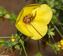 Close-up of Verbascum arcturus
