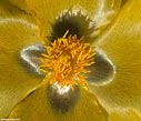 The centre of Glaucium flavum or yellow horned poppy