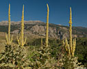 Verbascum macrurum on the road to Sougia