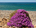 Flowering thyme by the seaside
