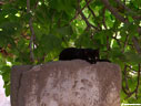 Black cat and fig tree