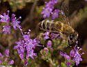Cretan thyme honey in the making 