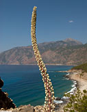 Sea squill near Agia Roumeli