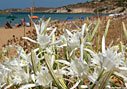 Sea daffodils on Kalathas beach, Akrotiri