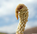 Flower tip of a Sea squill