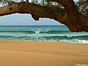 Tamarisk tree on Kalathas beach