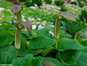 Arisarum vulgare - Friar's cowl