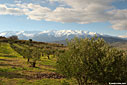 An olive grove and the White Mountains