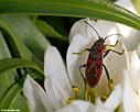 A beetle in Androcymbium rechingeri flower 