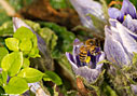 Bee in a mandragora flower