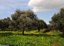 Olive grove in the spring with Oxalis pes-caprae flowers