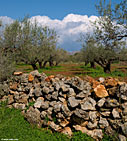 Olive grove
