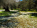 Olive grove in the spring