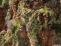 Vegetation in the cliffs of the gorge of Aradena
