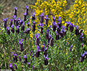Wild lavender