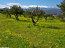 An olive grove in Aptera
