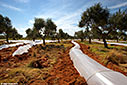 Greenhouse cultivation in an olive grove 