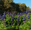 Blue lupins