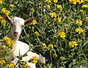 Young goat in a bush of Jerusalem sage