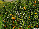 Blossoming orange tree