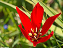 Tulipa goulimyi