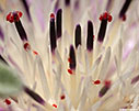 Red mites