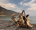 Tree root on the beach