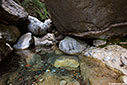 Pool in the gorge of Samaria