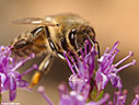 Bee collecting nectar in a thyme flower 