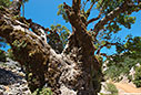 A prickly oak above Anopolis