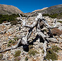 Dead cypress tree in the mountains
