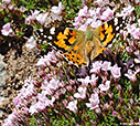 A butterfly on mountain flowers