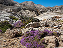Flowering thyme in the mountains