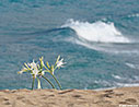 Sea daffodils in Falasarna