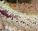 Detail of a Sea squill